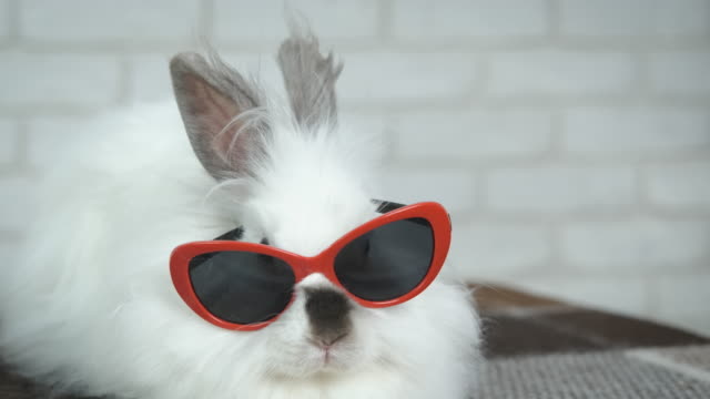 Weiße-Kaninchenbrille.