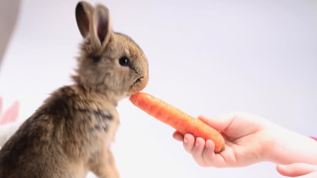 Mädchen-füttert-das-Kaninchen-Karotte