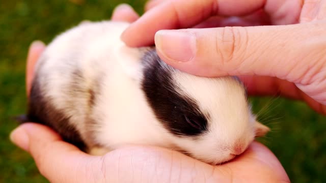 Vierzehn-Tage-Baby-Kaninchen-in-der-Damenhand
