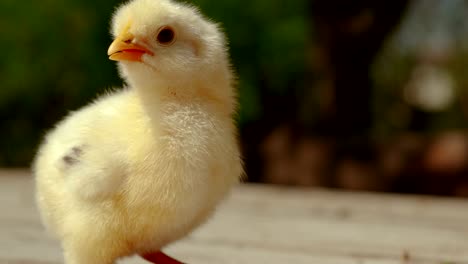 Beautiful-Yellow-Chick-on-Table