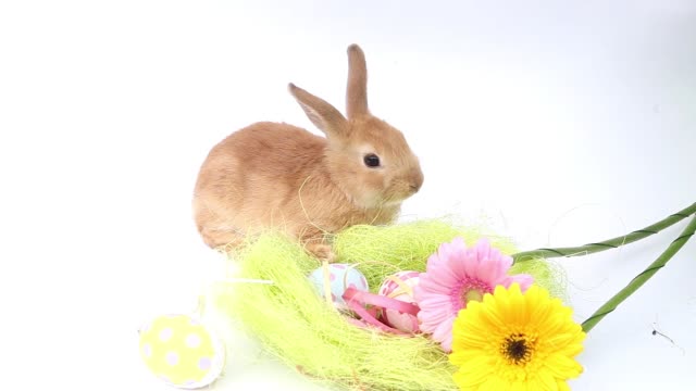 a-dark-white-rabbit,-a-rabbit-eating-a-flower,-a-red-rabbit,-a-white-rabbit,--animal,-bunny,-cute,-pet,-small