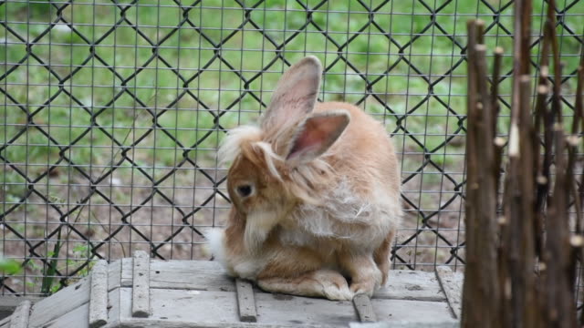 A-beautiful-brown-rabbit-or-bunny-stands-on-a-block-in-a-cage-playfully-grooming-himself-with-big-ears-and-cute-nose.