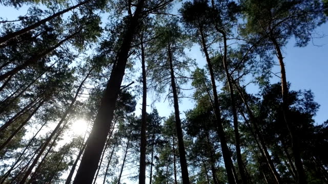 Sun-breaking-through-pine-trees