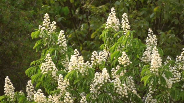 Flowering-branches-of-chestnut.-Castanea-sativa