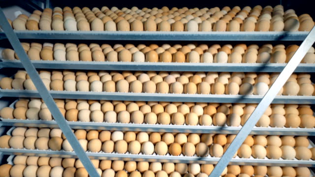 Viele-Hühnereier-in-einem-Inkubator-Geflügel.-Bauernhof-Inkubator,-moderne-Landwirtschaftsausrüstung.-Huhn-Eiern-ausbrüten.-4K.