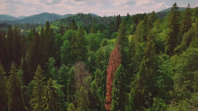 Luftbild-Flythrough-von-schönen-Bergen-und-Wäldern.-Vogelperspektive