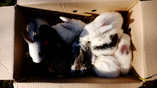 Muchos-pequeño-conejo-en-una-caja-de-cartón-al-aire-libre