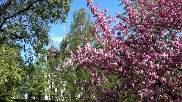 Frühling-Bäumen-und-blühenden-Kirschbaum