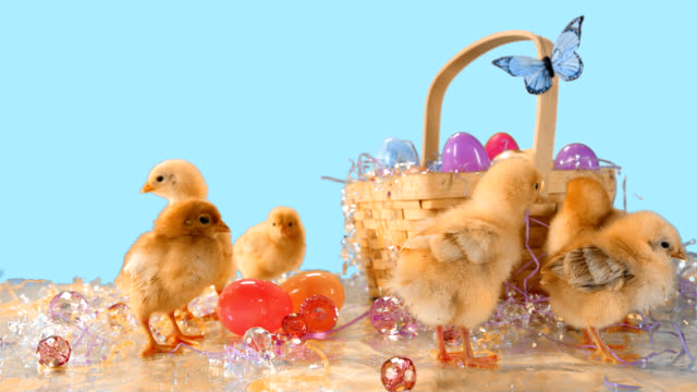 Cute-baby-chickens-stand-around-an-Easter-basket