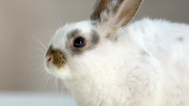 Niedliche-Kaninchen-bewegt-seine-kleine-Nase-Schnupfen-neue-Gerüche,-gesundes-und-glückliches-Haustier