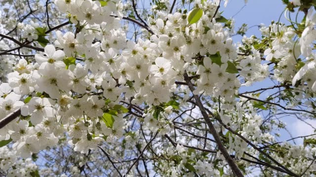 el-árbol-florece-en-la-primavera