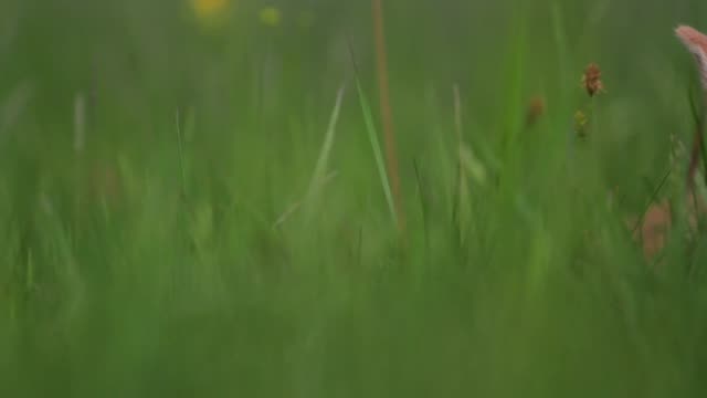 kleine-rote-Kaninchen-versteckt-in-den-grünen-Rasen
