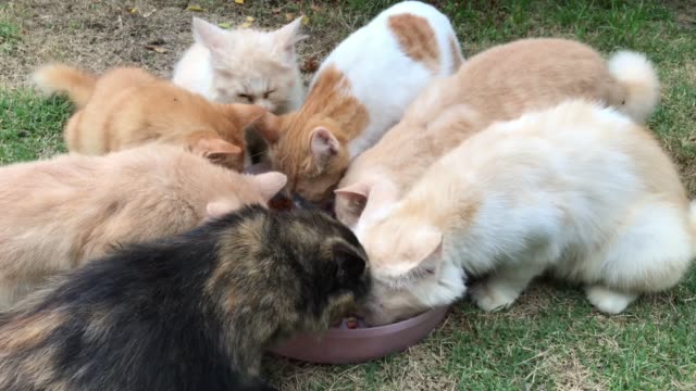 Kittens-Eating