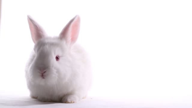 Weißes-Kaninchen-sitzt-auf-weißem-Hintergrund