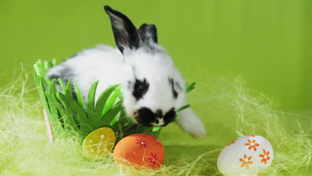 Kleiner-Bunny-in-Korb-mit-geschmückten-Eggen