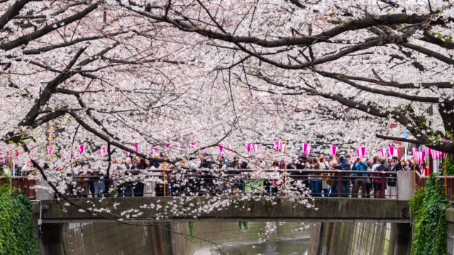 lapso-de-tiempo-del-Festival-de-la-flor-de-cerezo-en-plena-floración-en-el-río-Meguro,-Tokio,-Japón