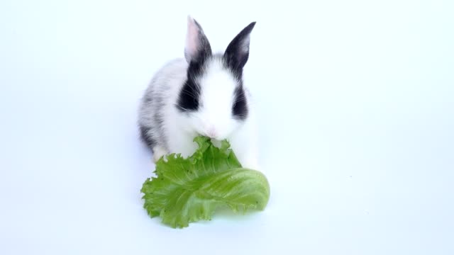 Schöne-zwanzig-Tage-Kaninchen-auf-weißem-Hintergrund
