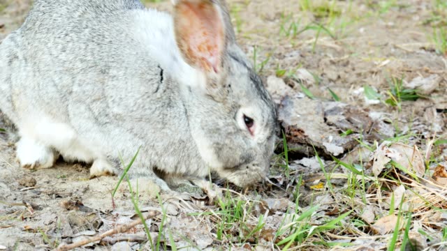 Conejo-gris-come-hierba-en-el-pasto