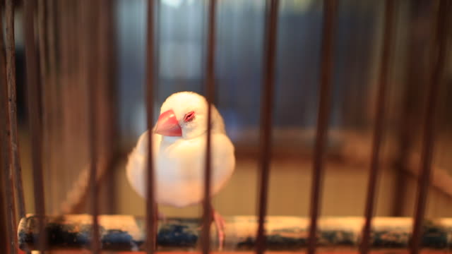 Vogel-im-Käfig
