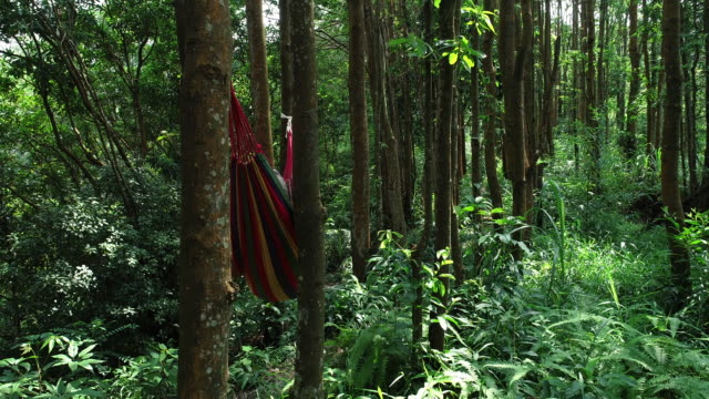 Luftaufnahme-der-Entspannung-in-Hängematte-machen-Selfie-mit-Smartphone-in-tropischen-Regenwald