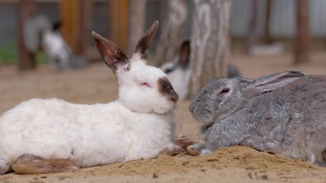 Rabbits-sweethearts-sleep-on-farm