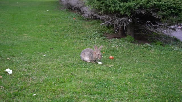 Rabbit-eats-cabbage-on-a-green-lawn