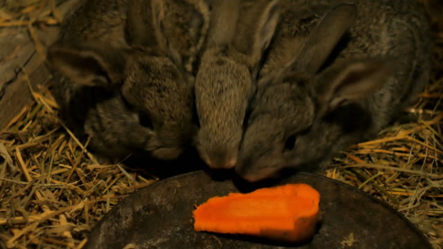 Gray-little-rabbits-in-a-barn-eating-carrots