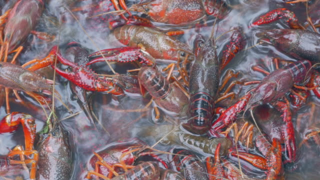 Live-Crawfish-Swim-in-a-Bucket-of-Water-Before-a-Low-Country-Boil---4K