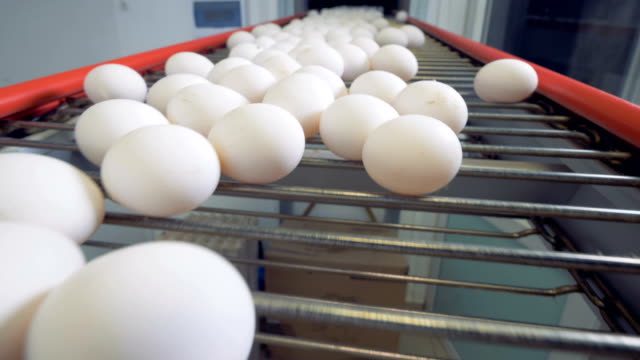 Plenty-of-eggs-on-the-conveyor-belt.