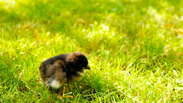 Lonely-chick-on-the-grass.-Close-up.-Black-color