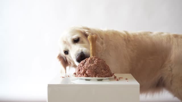 pet-life-at-home.-funny-video-from-the-birthday-of-the-dog---beautiful-golden-retriever-eating-meat-cake