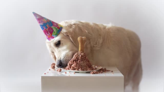 Haustier-Leben-zu-Hause.-lustiges-Video-aus-den-Geburtstag-des-Hundes---schöne-golden-Retriever-Fleisch-Kuchen-essen