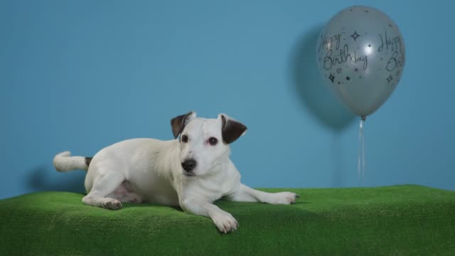 Jack-Russell-Terrier-Hund-mit-alles-Gute-zum-Geburtstag-Ballon-auf-Türkis-Hintergrund