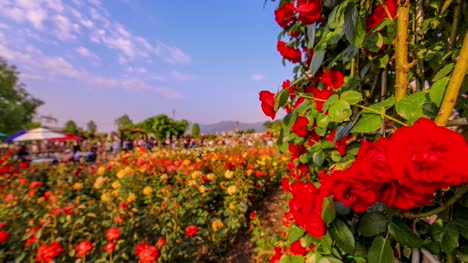 Red-and-yellow-rose-festival-time-lapse-in-Korea