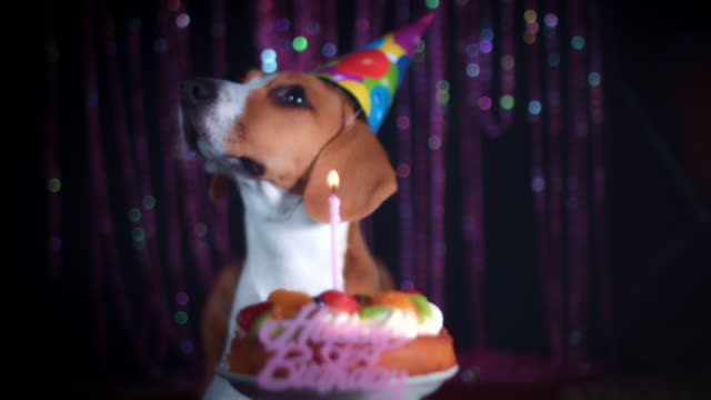 4-k-perro-Beagle-de-cumpleaños-con-torta-y-sombrero