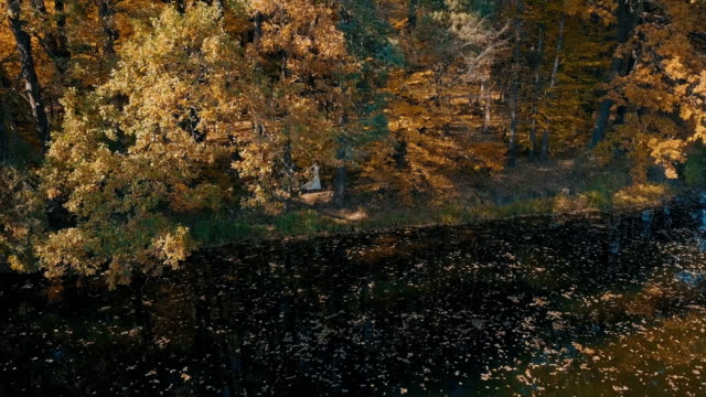 Una-joven-pareja-está-caminando-por-un-hermoso-bosque-cerca-del-lago.-Vista-aérea.-Otoño-dorado