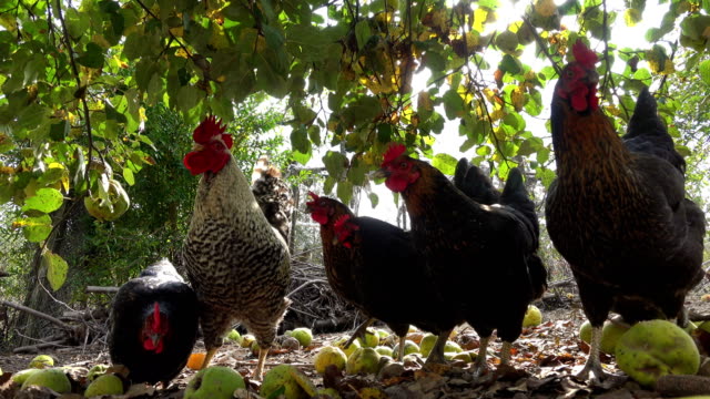 Happy-free-range-chickens-on-an-organic-farm