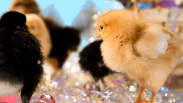 Baby-chicks-walk-around-in-Easter-confetti