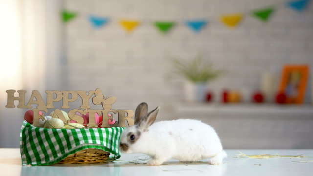 Cute-bunny-moving-on-table-around-holiday-basket-with-happy-Easter-sign,-symbol