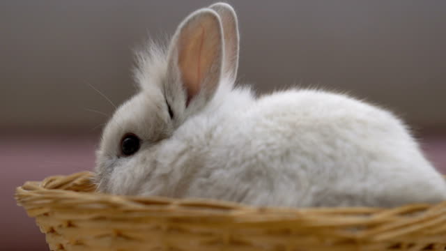 Adorable-fluffy-bunny-eating-in-basket,-pet-as-present-for-birthday,-adoption
