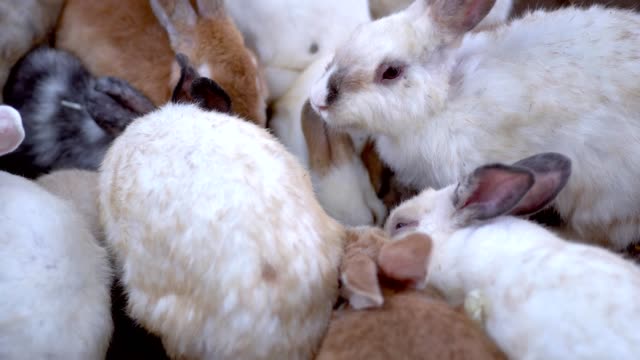 Eine-Gruppe-von-Kaninchen,-die-auf-dem-Bauernhof-Essen-essen