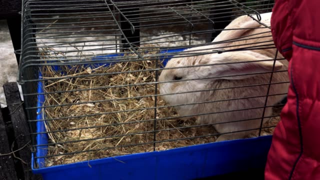El-conejo-gigante-flamenco-rojo-se-sienta-en-una-jaula-y-come-una-comida.-Póngase-en-contacto-con-el-zoológico.-La-gente-observa-animales-domésticos