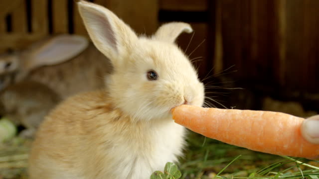 CLOSE-UP:-Niedliche-flauschige-kleine-Licht-braun-Hase-essen-große-frische-Karotte