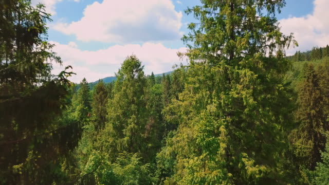 Aerial-flythrough-of-beautiful-mountains-and-forest.-View-of-the-pines-and-the-sky