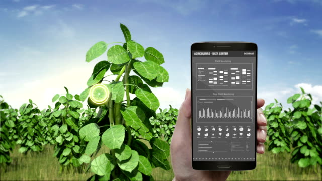Analysis-plant-in-smart-phone,-mobile.-green-field,-data-in-Smart-agriculture-Smart-farming,-internet-of-things.-4th-Industrial-Revolution.