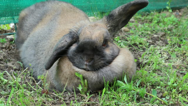 Lindo-conejo-marrón-tumbado-sobre-la-hierba-en-el-jardín