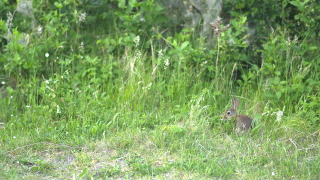 rabbit-eating-in-the-grass