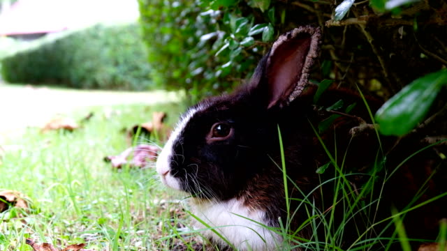 Cute-brown-rabbit-sick,-ear-diseased-lie-down-on-grass-in-forest-Thailand,-UHD-4K-video