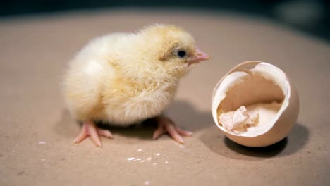 Little-duckling-sits-near-an-eggshell,-close-up.-Baby-bird-hatching-from-egg-at-a-farm