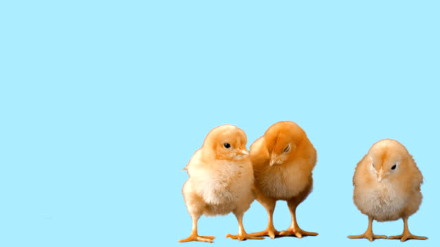 Cute-chicks-stand-isolated-on-a-stool